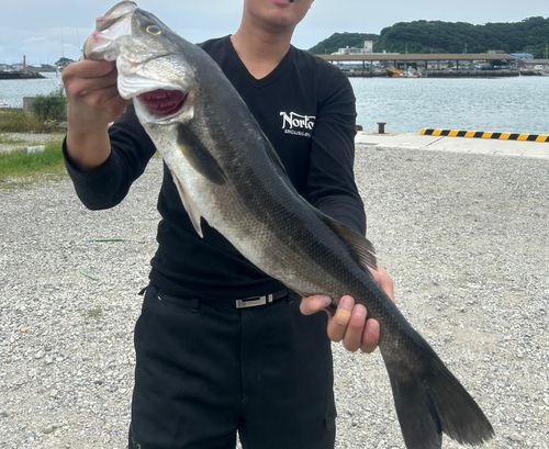 スズキの釣果