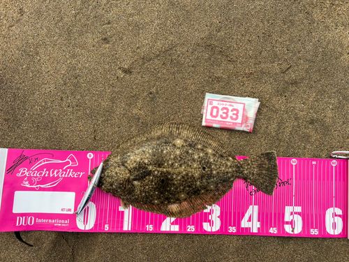 ヒラメの釣果