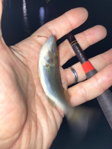 セイゴ（マルスズキ）の釣果