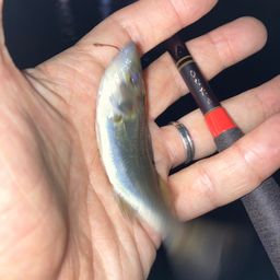 セイゴ（マルスズキ）