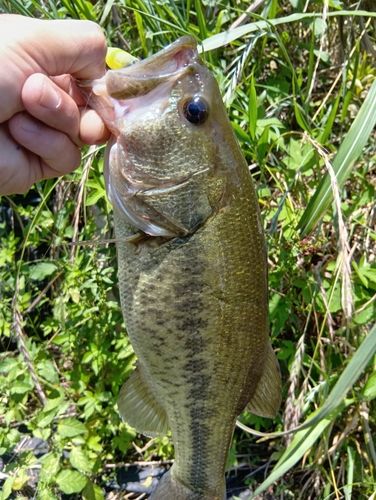 ラージマウスバスの釣果