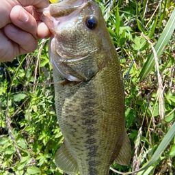 ラージマウスバス