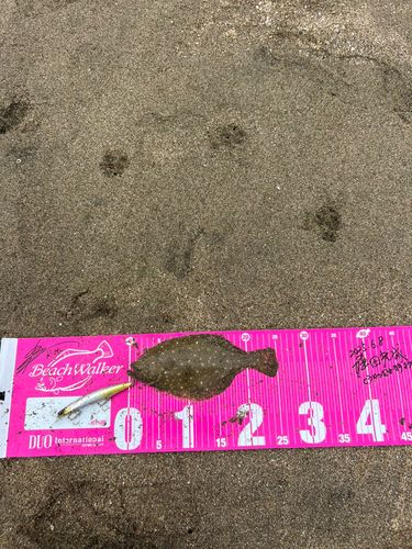 ヒラメの釣果