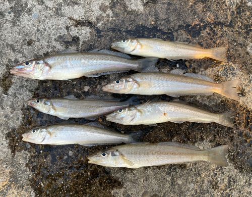 シロギスの釣果