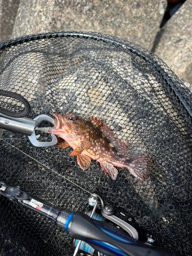 カサゴの釣果