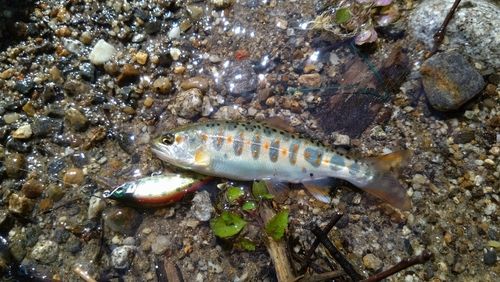 アマゴの釣果