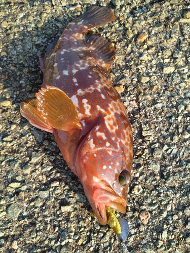 キジハタの釣果