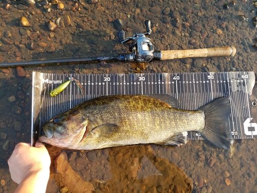 スモールマウスバスの釣果