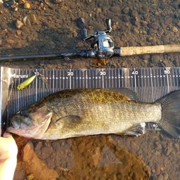 スモールマウスバス