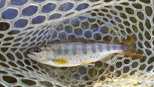 アマゴの釣果