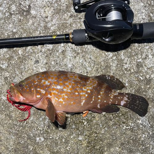 キジハタの釣果
