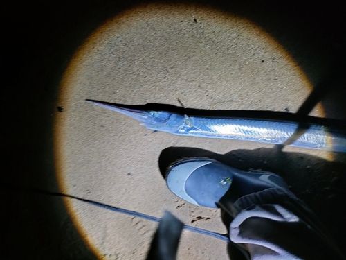 ダツの釣果