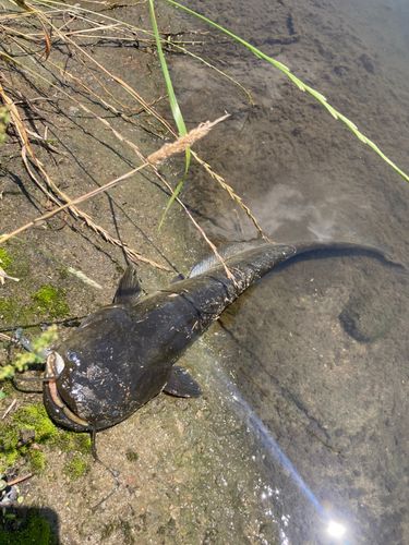 ナマズの釣果
