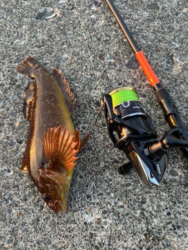 アイナメの釣果