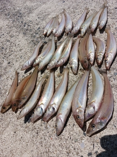 シロギスの釣果