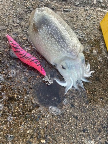 コウイカの釣果