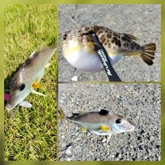 ギマの釣果