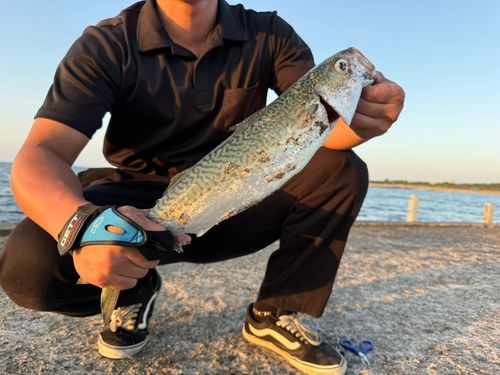 サバの釣果