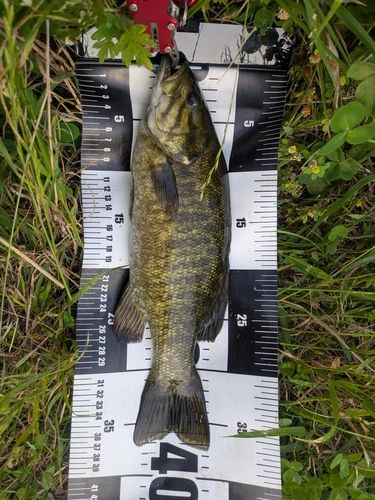 スモールマウスバスの釣果