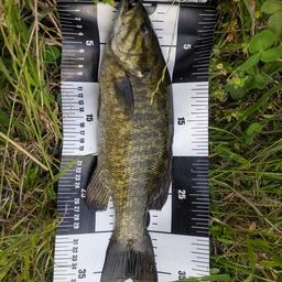 スモールマウスバス