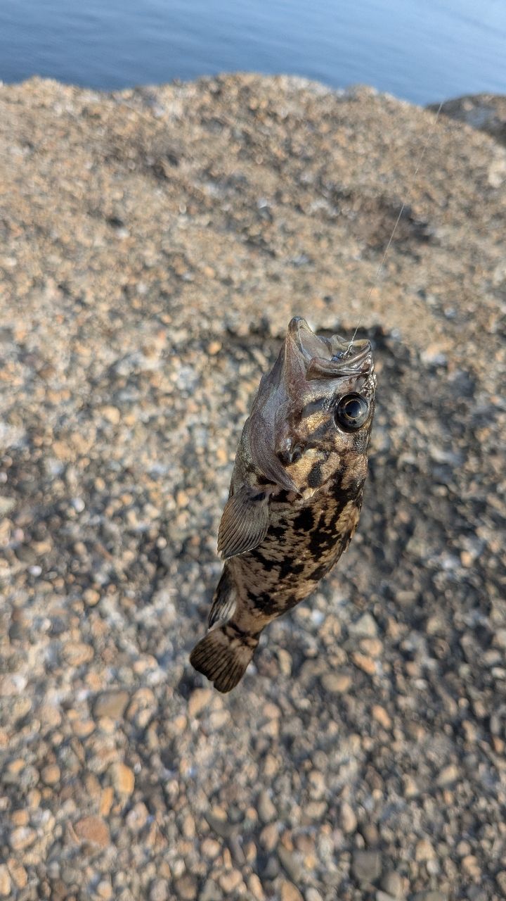 アジ