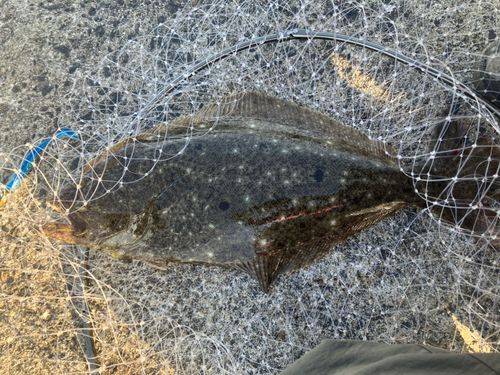 ヒラメの釣果