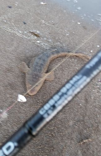 マゴチの釣果