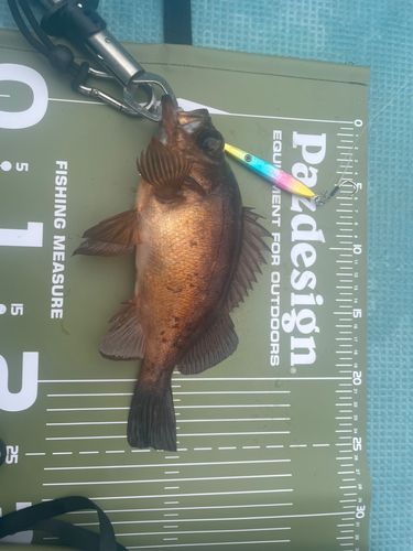 アカメバルの釣果