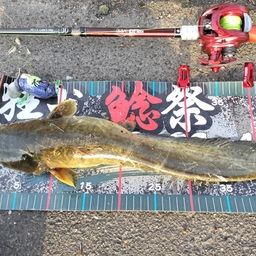 マナマズ