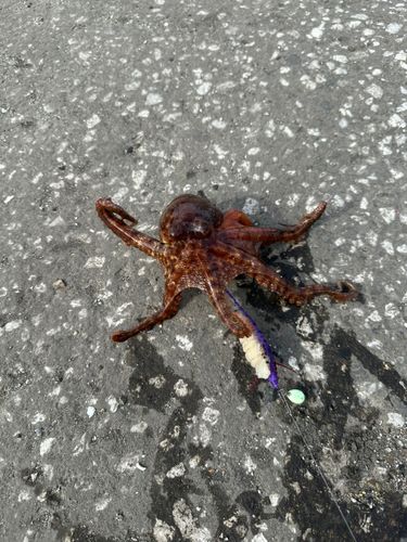 タコの釣果