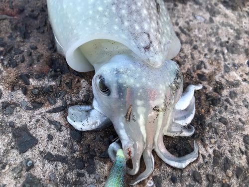 シリヤケイカの釣果