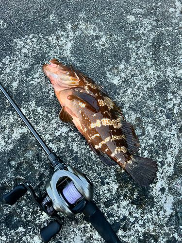 キジハタの釣果