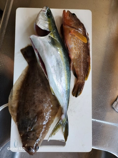 カレイの釣果