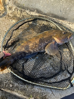 アイナメの釣果