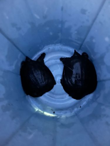 釣果