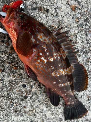 キジハタの釣果