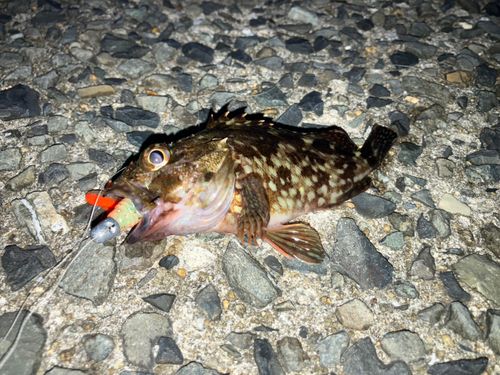カサゴの釣果