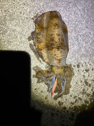 アオリイカの釣果