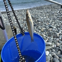キスの釣果