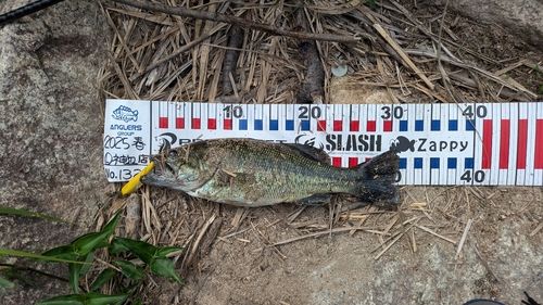 ラージマウスバスの釣果