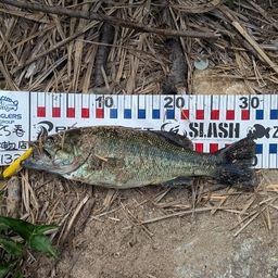 ラージマウスバス