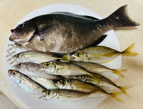 メジナの釣果