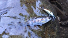 アマゴの釣果