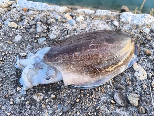 コウイカの釣果