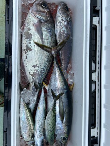 メダイの釣果