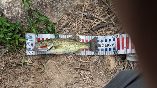 ラージマウスバスの釣果