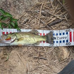 ラージマウスバス