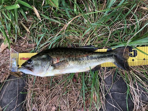 ラージマウスバスの釣果