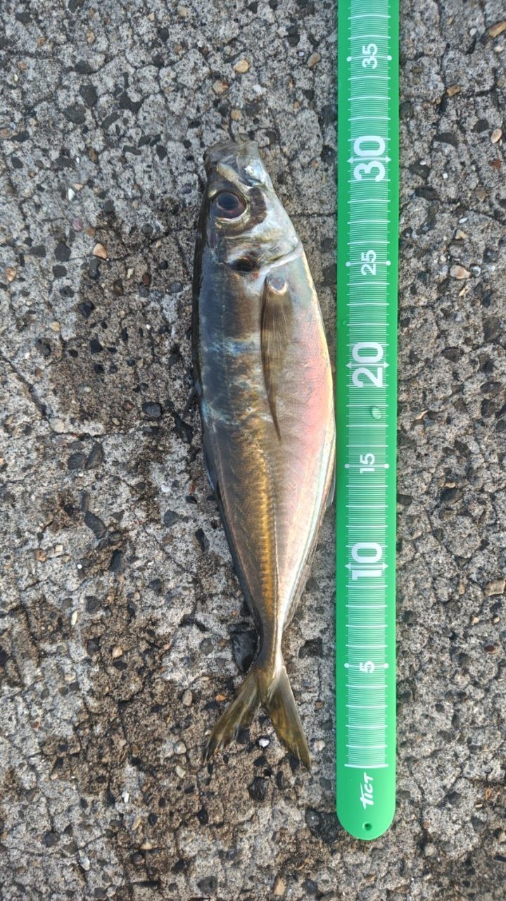ゼスタ　ブラックスター B610-UL XESTA Black Star 2nd Generation B610-UL Bait Friction Rods