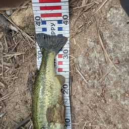 ラージマウスバス